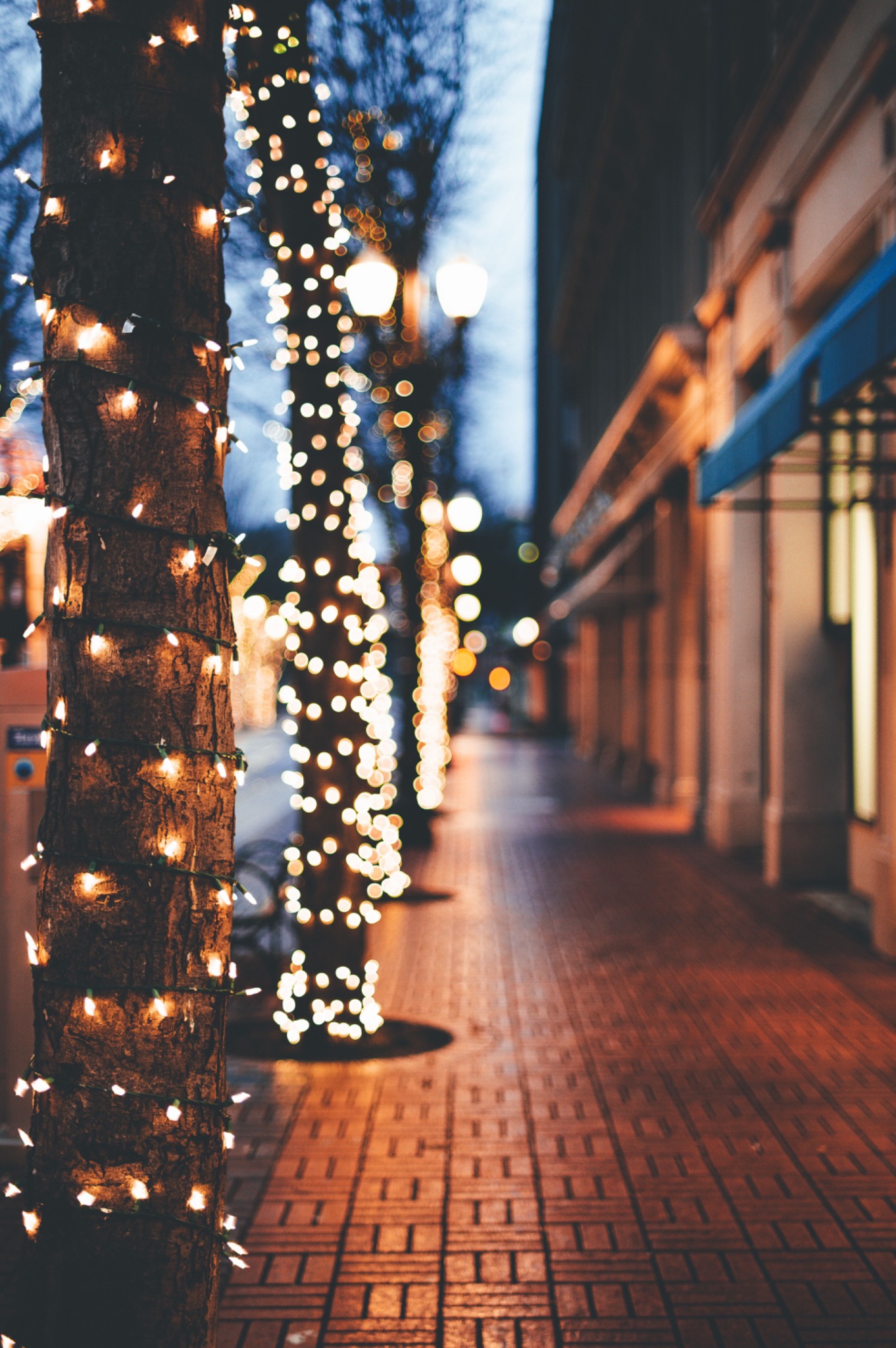Street trees wrapped with warm white holiday lights